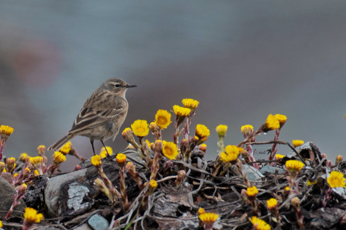 Spring vibes!
Bathed in soft diffused glow of early morning sun a water pipit forages amid wildflowers bloom at a Caucasian mountain. 
#IndiAves #birdphotography #birdwatching #birding #thephotohour #BBCWildlifePOTD
