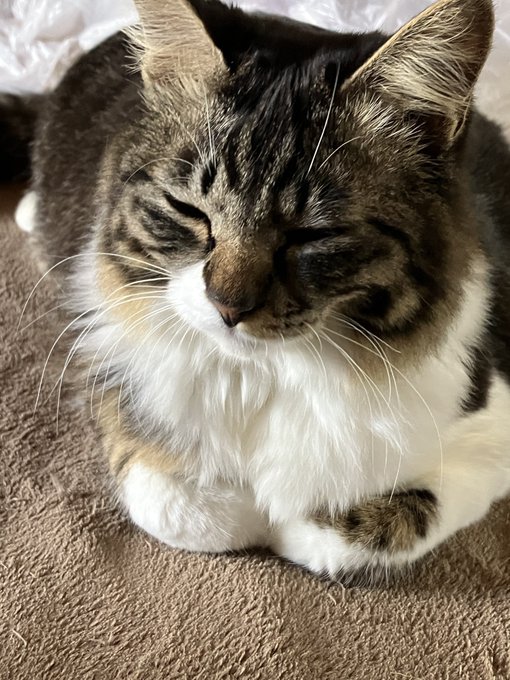 かわよき生き物... 