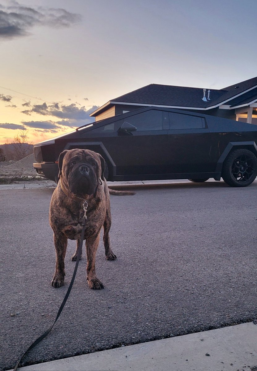 Don't worry <a href="/Tesla/">Tesla</a>, Clovis didn't claw this #Cybertruck hanging out in our hood! 🐾😎 <a href="/elonmusk/">Kekius Maximus</a> I think we need to collaborate on some #K9Salute #DogsforDoge treats! 🐾🇺🇸

#PatrioticPup #Tesla #Idaho #DOGE #VeteranOwned #DogTreats #dogsoftwitter