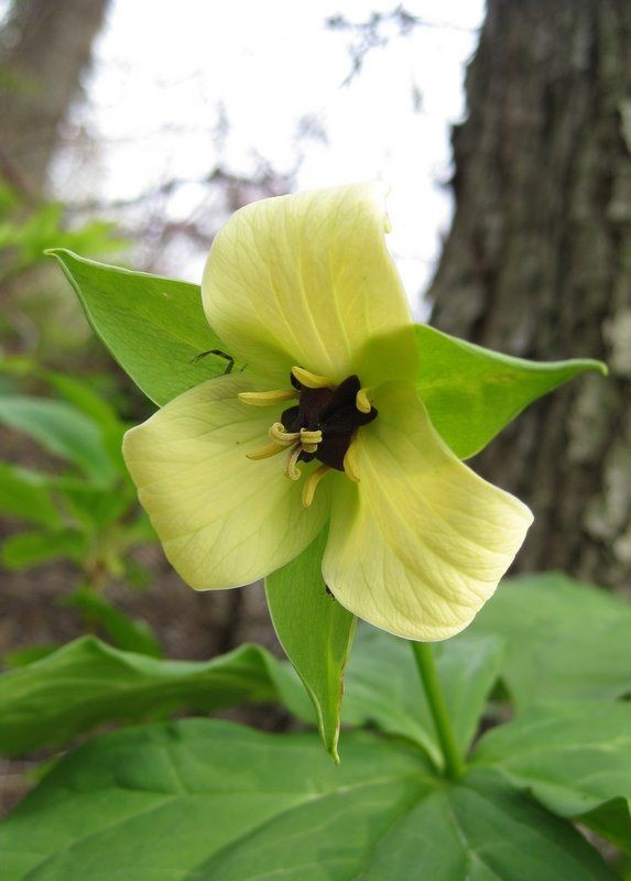 Naturepathway's tweet photo. An intriguing three-petaled flower, its pale yellow blooms standing out against the greenery.
#UnknownFlower #YellowFlower #ThreePetals #IndianFlora (This tag is tentative as the identification is uncertain) #NaturePhotography #Botany #FloraOfIndia (tentative) https://t.co/bpHSmcggtt