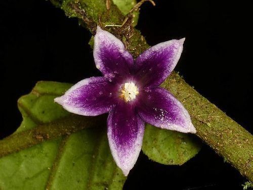 Naturepathway's tweet photo. A vibrant purple, star-shaped flower of a Solanum species, showcasing its contrasting yellow center.
 #Solanum #NightshadeFamily #PurpleFlower #IndianFlora #WildflowersofIndia #Botany #FloraOfIndia #NaturePhotography #FivePetals https://t.co/Gd6IvpIkk7