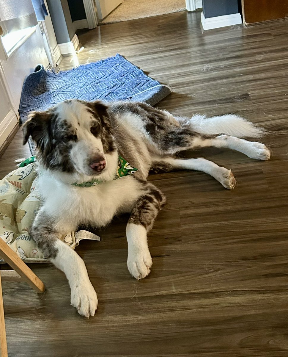 Marvelthedoodle's tweet photo. We are still around just not posting because mom works 70 hours a week !! Hi friens ‘n miss you all @rabidrocky1 @HocktheHam https://t.co/LQ7s7v6t9q