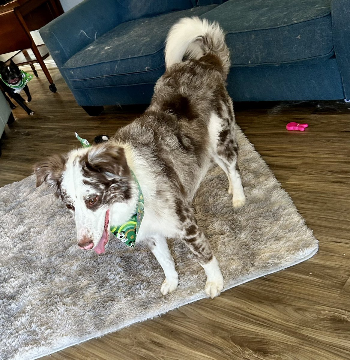 Marvelthedoodle's tweet photo. We are still around just not posting because mom works 70 hours a week !! Hi friens ‘n miss you all @rabidrocky1 @HocktheHam https://t.co/LQ7s7v6t9q