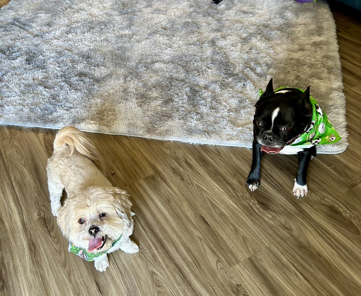 Marvelthedoodle's tweet photo. We are still around just not posting because mom works 70 hours a week !! Hi friens ‘n miss you all @rabidrocky1 @HocktheHam https://t.co/LQ7s7v6t9q