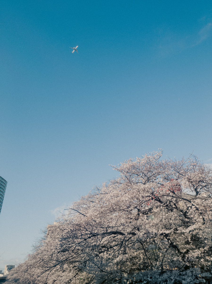 飛行機から桜見てみたいな
