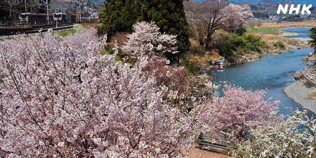 nhk_nagano's tweet photo. 桜と電車と天竜川
場所：飯田市
https://t.co/4Et5levFAo
#撮るしん #飯田市
#イブニング信州 #あなツク https://t.co/5pYg91MiMn