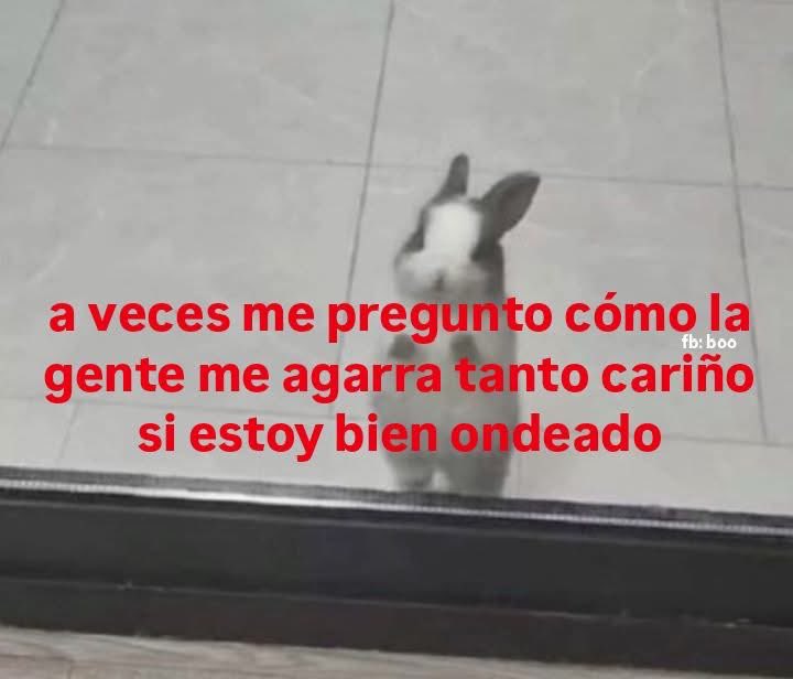 ElJeringasLoko's tweet photo. yo https://t.co/xq71r8R9IB