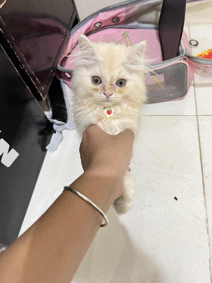 alinnaanaaa's tweet photo. hallo guys aku mau open adobt yaaa buat kucing akuuu, kalian yang mau liat detailnya langsung dm ajaaa 😍 https://t.co/9XBFz9PhNW https://t.co/6AXrrzuuNo