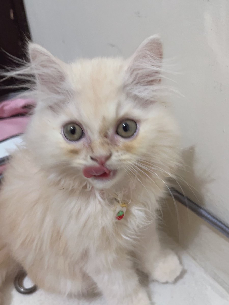 alinnaanaaa's tweet photo. hallo guys aku mau open adobt yaaa buat kucing akuuu, kalian yang mau liat detailnya langsung dm ajaaa 😍 https://t.co/9XBFz9PhNW https://t.co/6AXrrzuuNo