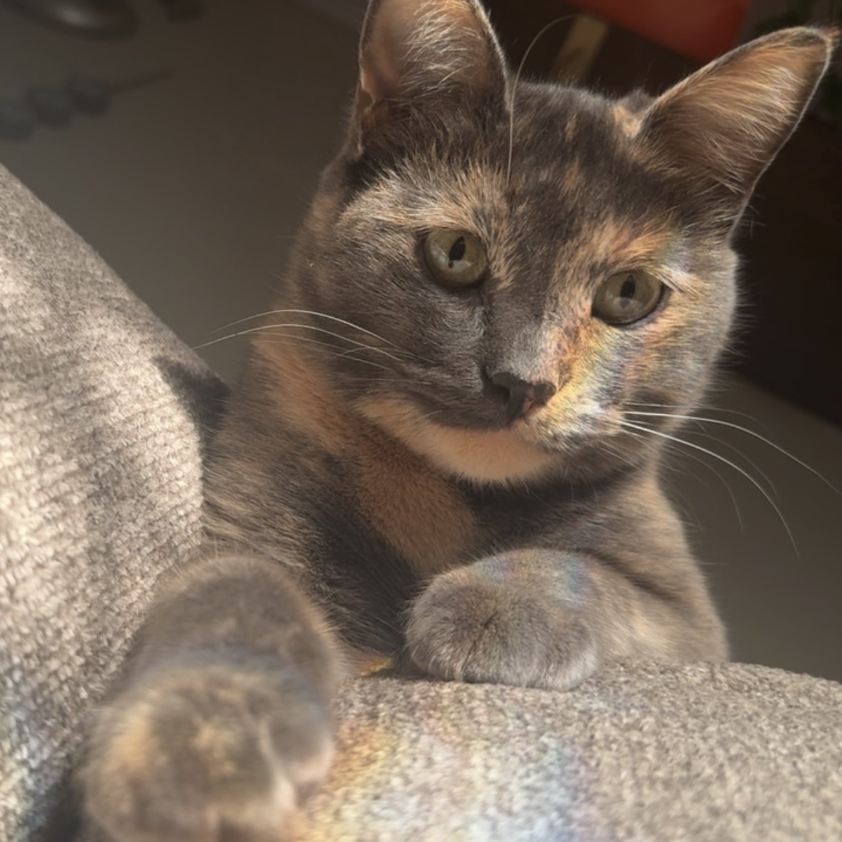 hambamjam's tweet photo. had the cutest little Saturday 🥲 https://t.co/VBlvuuHzfq