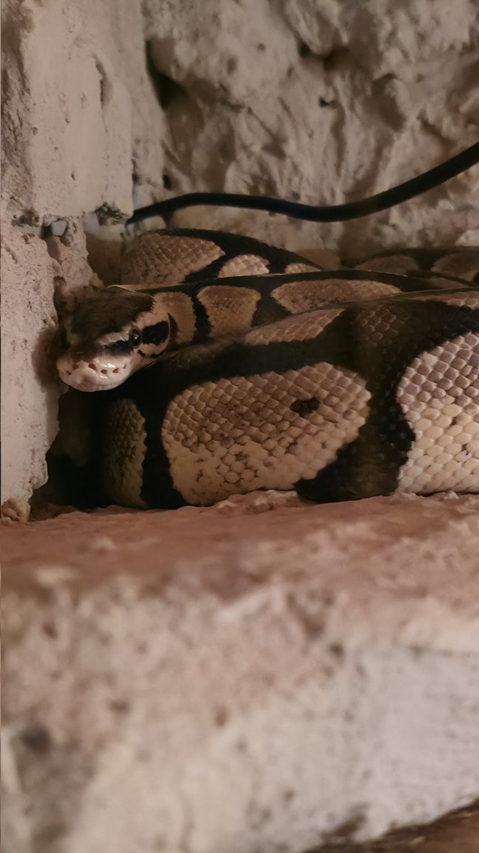 Robyxeddu's tweet image. Guten Morgen meine Lieben, ich bin Chili, und habe ein neues Zuhause gefunden! 
Bin eine 6 jährige und fühle mich wohl🐍 #königspython  ❤️🏡🐍 #Glück #Liebe #Zuhause #Ballpython