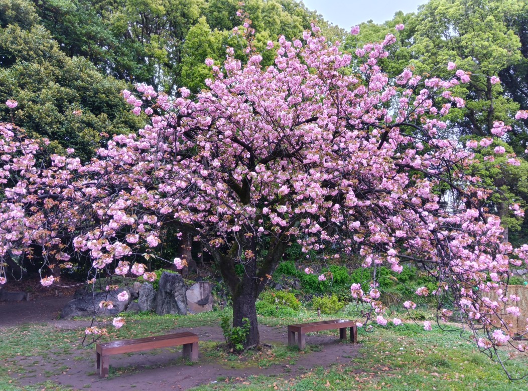 涼亭の南側の自由広場にある ＃サトザクラ は五～七分咲き🌸新葉が赤