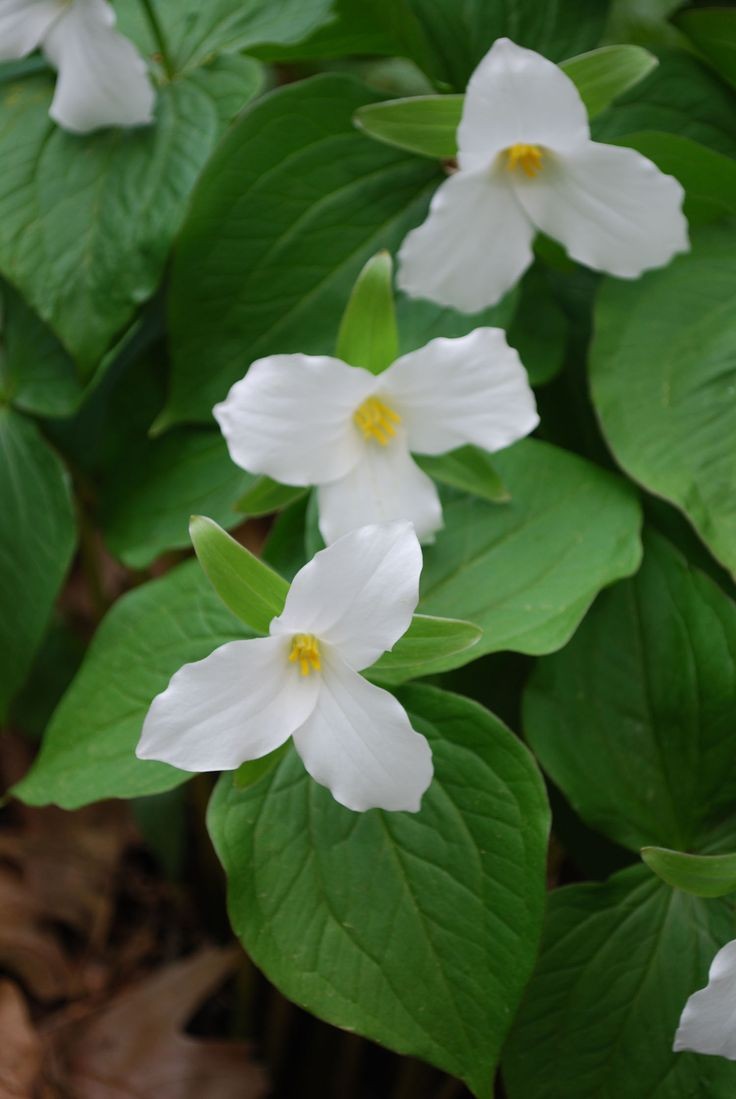 Naturepathway's tweet photo. A cluster of elegant white, three-petaled flowers blooming amidst lush green leaves.
#tag: #WhiteFlower #ThreePetals #WoodlandFlower #ForestFlora #NaturePhotography #Botany #UnknownFlower (as the specific species is uncertain for India) #FloraOfIndia (tentative) https://t.co/z3eJBxnGFM