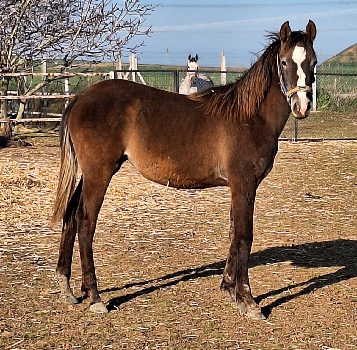 Anka Helintay 2024 Tayı