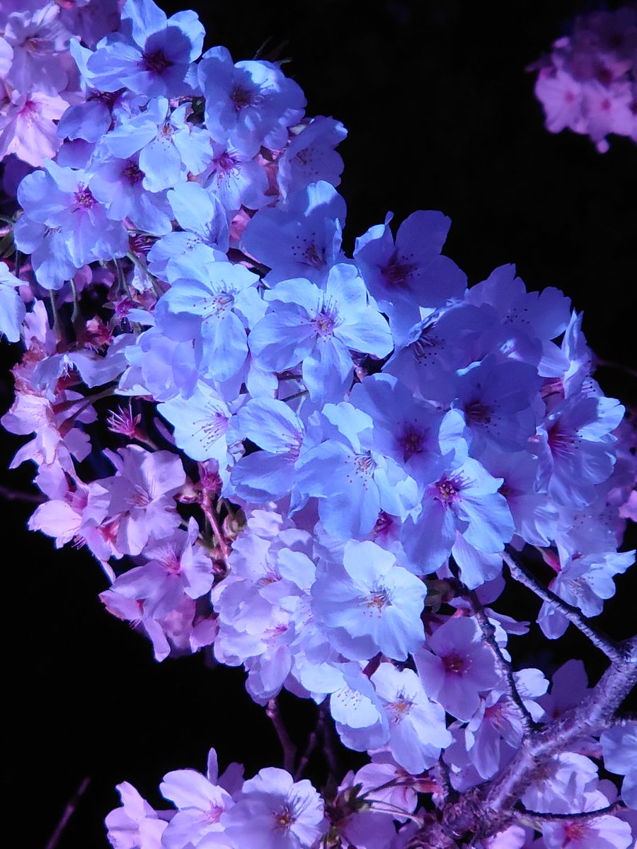 GaMe83612101's tweet photo. この前夜桜行ってきました😉
満開でめっちゃ綺麗だったよ✨
やっぱ季節を感じるもの見に行くのはいいね🌸 https://t.co/fbvBewBUU6