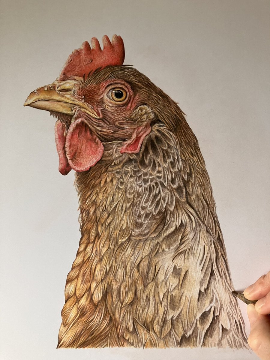 Morning all. Can’t thank you all enough for all the lovely comments yesterday about my drawings. So many - I’m a bit in shock. I’m back at the drawing board again today, trying to finish more of my farm animals for my calendar. #art #drawing #chickens