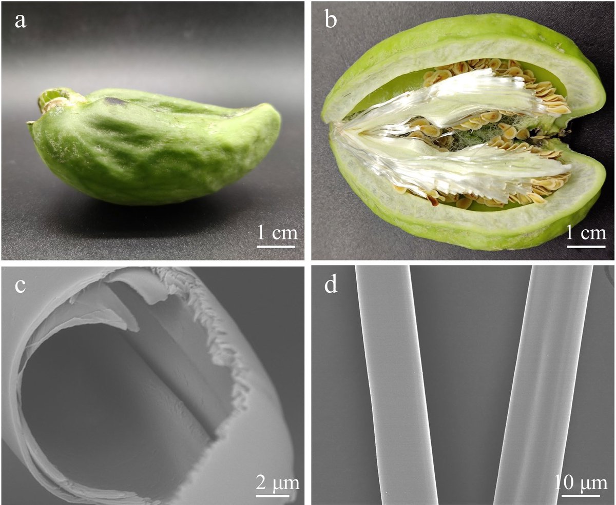 EcologicalAR's tweet photo. #CAS #Biodegradable #FunctionalMaterials
Research progress in development and application of #Calotropis #gigantea #fiber.
@MaximumAcademic
Details: https://t.co/nTR8mqmwmg https://t.co/rybnhCGsKH