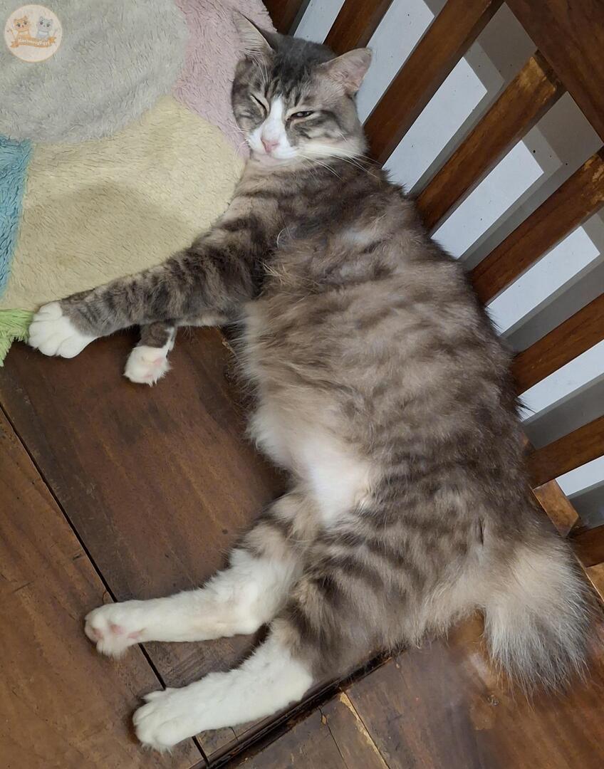 KochengFess v2 tweet media