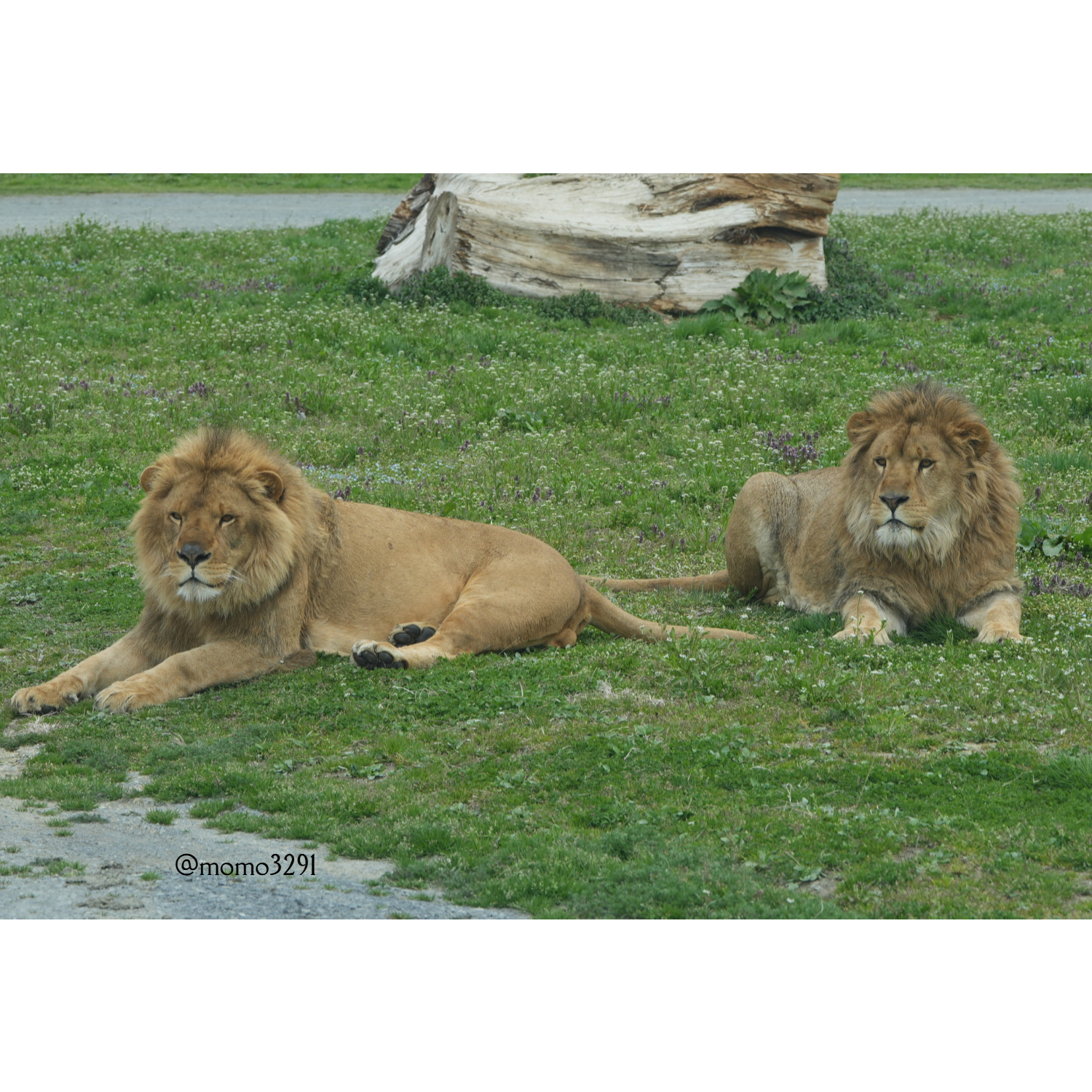 しげぞうライオン GouY0PkasAAYZLh.jpg