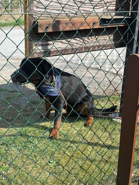 yolanda schultes (@yolandaschultes) on Twitter photo 01796 Pirna
Hund vor dem Tierheim ausgesetzt
Kopie: Dieser unkastrierte Rottweiler-Rüde wurde heute gegen 14:15 Uhr einfach vor unserem Tierheim angebunden. Wer erkennt ihn und kann Angaben zum Besitzer machen?
+49 3501 783292
tierheim-pirna@t-online.de 01796 Pirna
Hund vor dem Tierheim ausgesetzt
Kopie: Dieser unkastrierte Rottweiler-Rüde wurde heute gegen 14:15 Uhr einfach vor unserem Tierheim angebunden. Wer erkennt ihn und kann Angaben zum Besitzer machen?
+49 3501 783292
tierheim-pirna@t-online.de