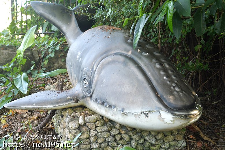 tydamiyako's tweet photo. ガジュマルの根元に鎮座していたのは、なぜか「クジラ」⁉️🐋😳
宮古島にはでっかい馬やらタコやら変わったオブジェが色々あるけど、こんなものまであるとは、、、
#宮古島 #オブジェ #モニュメント #クジラ #沖縄 https://t.co/A0bpqqzRZK