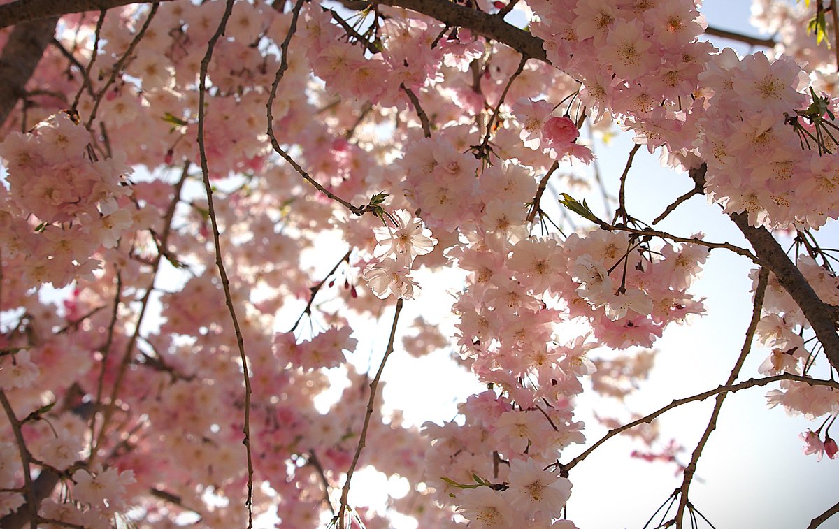 tomoei4's tweet photo. 花洩る陽、桜四月 https://t.co/fkMYBn3dAS @tomoei4 
#Naturephotography #写真 #花の写真 #シダレザクラ #桜 #flowerphotography #Japan #花見 #cherryblossom #TLを桜でいっぱいにしよう https://t.co/wNsO0ZP1wv
