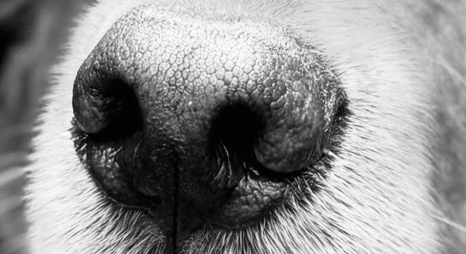 assistantofMRD's tweet photo. • Sundaying 🐾☕️🦴

#PersonalPost https://t.co/AhaUJeuOTj