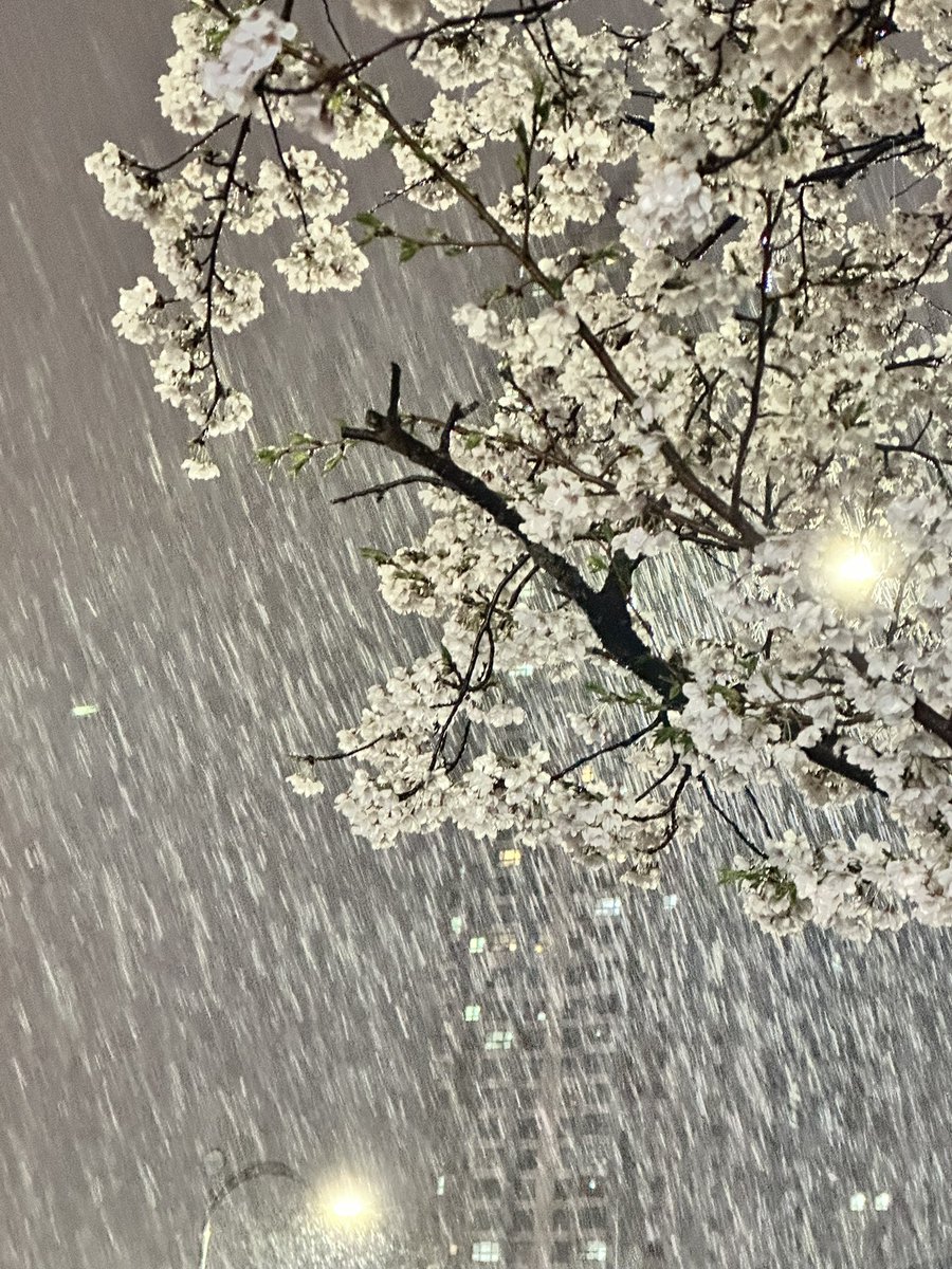 addictedtodob's tweet photo. Yesterday Pentagon were together at Hongseok fanmeeting. Today is snowing in Korea. It’s not a coincidence guys, they have a special relationship with snow it’s magical. Our Spring Snow is so real 😭❄️💙 https://t.co/YTaEYiQ1WA