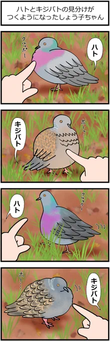 バードウォッチングは良いぞ!!(再掲)
#漫画が読めるハッシュタグ 