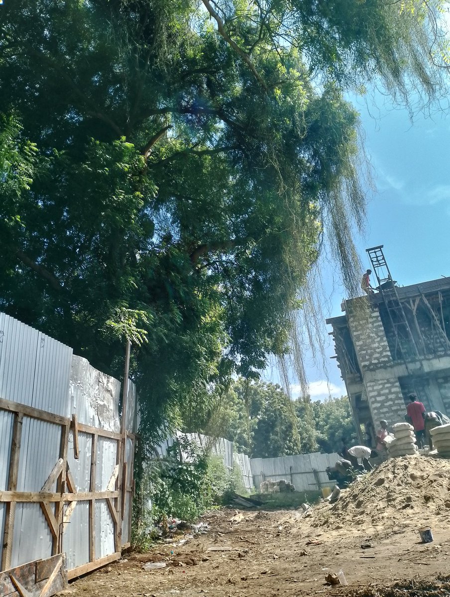 How much pollution do the workers in the construction industry get exposed to? Cement dust and diesel fumes without protective gear. Having trees around construction areas absorbs much of the carbon. #kalenjins, #Tanzania, #SusanKihika