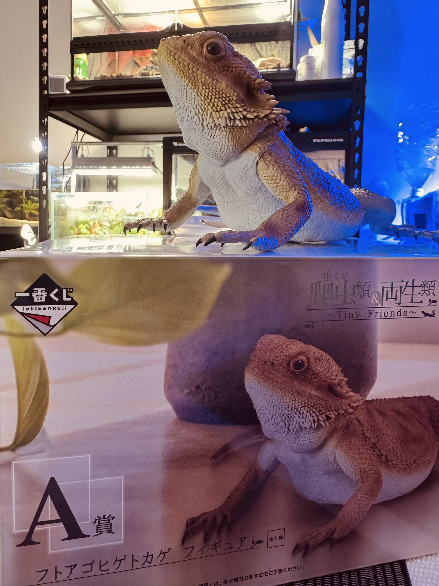 一番くじ 爬虫類 両生類 ワン賞 A賞 B賞 C賞 D賞 アオジタトカゲ