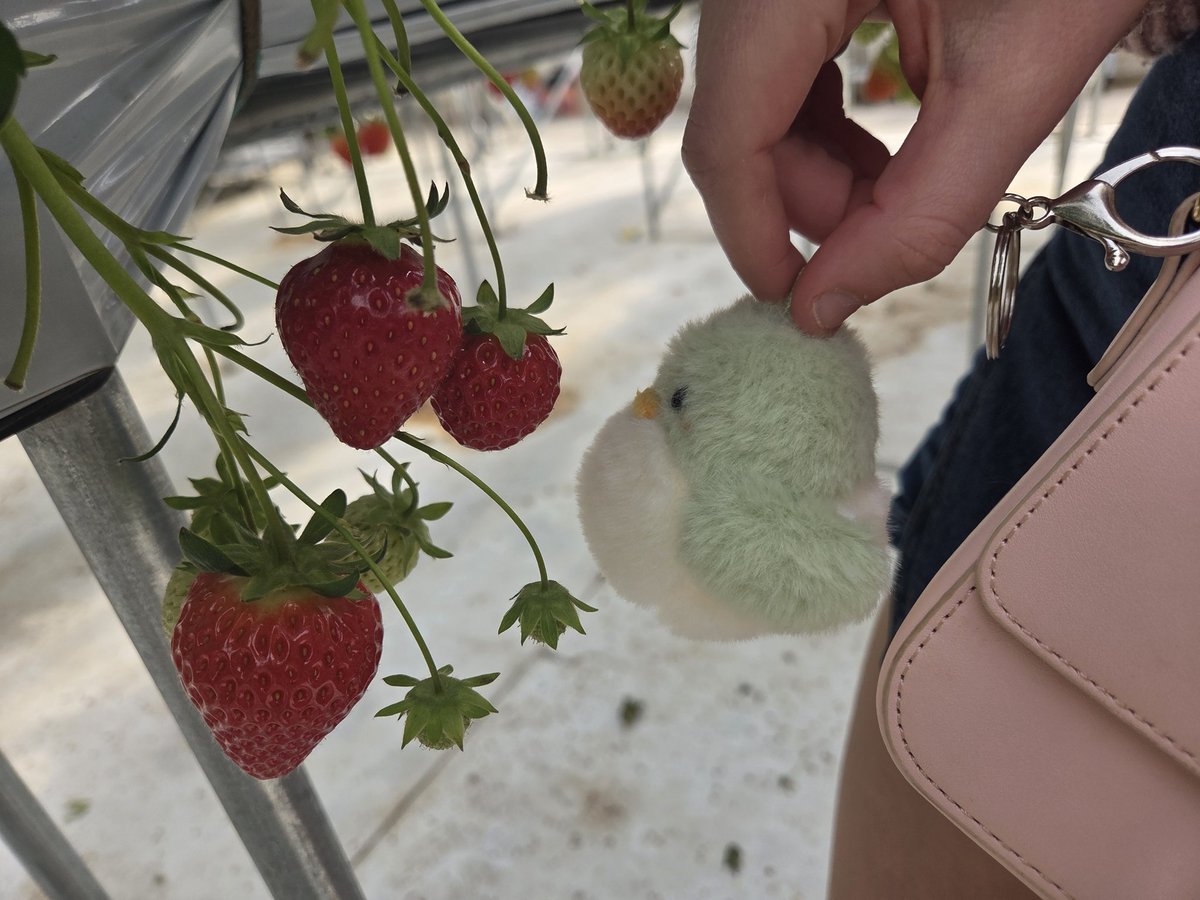 kimjonginfever's tweet photo. I brought my ahgase to the Strawberry farm today 🐥💚🍓 https://t.co/V7lGUVb2aw