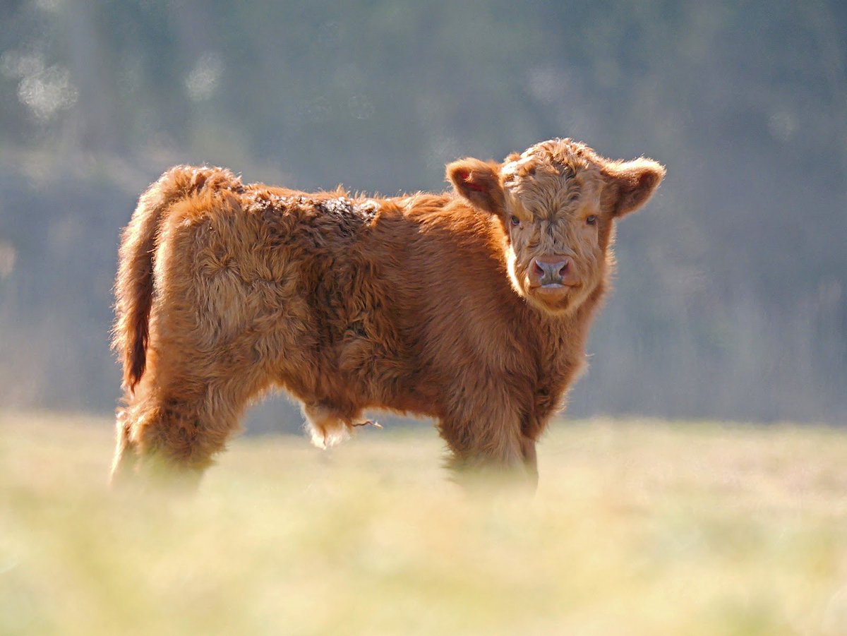 awdbossie's tweet photo. Schotse Hooglander …
#lentevreugd #kalf #grazers https://t.co/MToqvGp1Hl