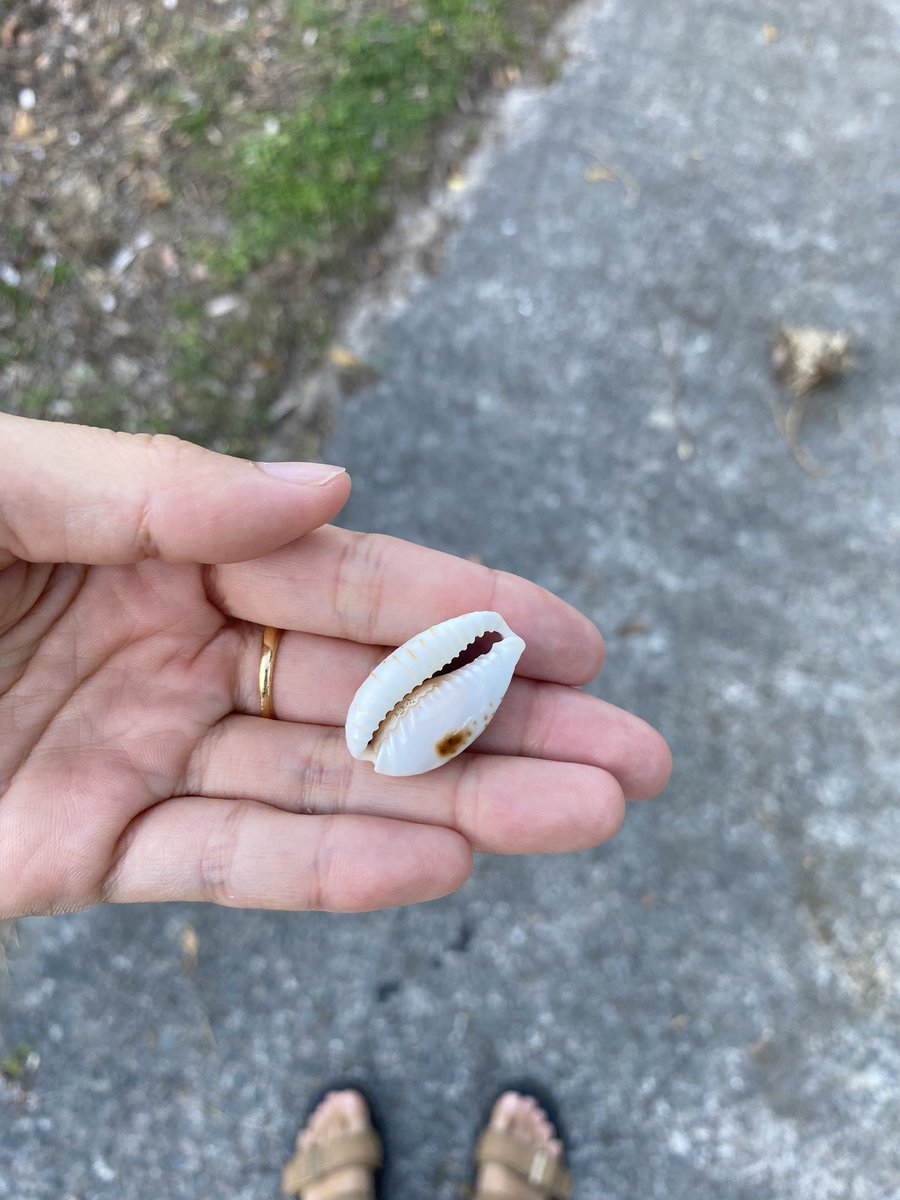 最近のビーチウォークで見つけたものたち。貝はダイビング中に見つけたやつ！🩵🩵