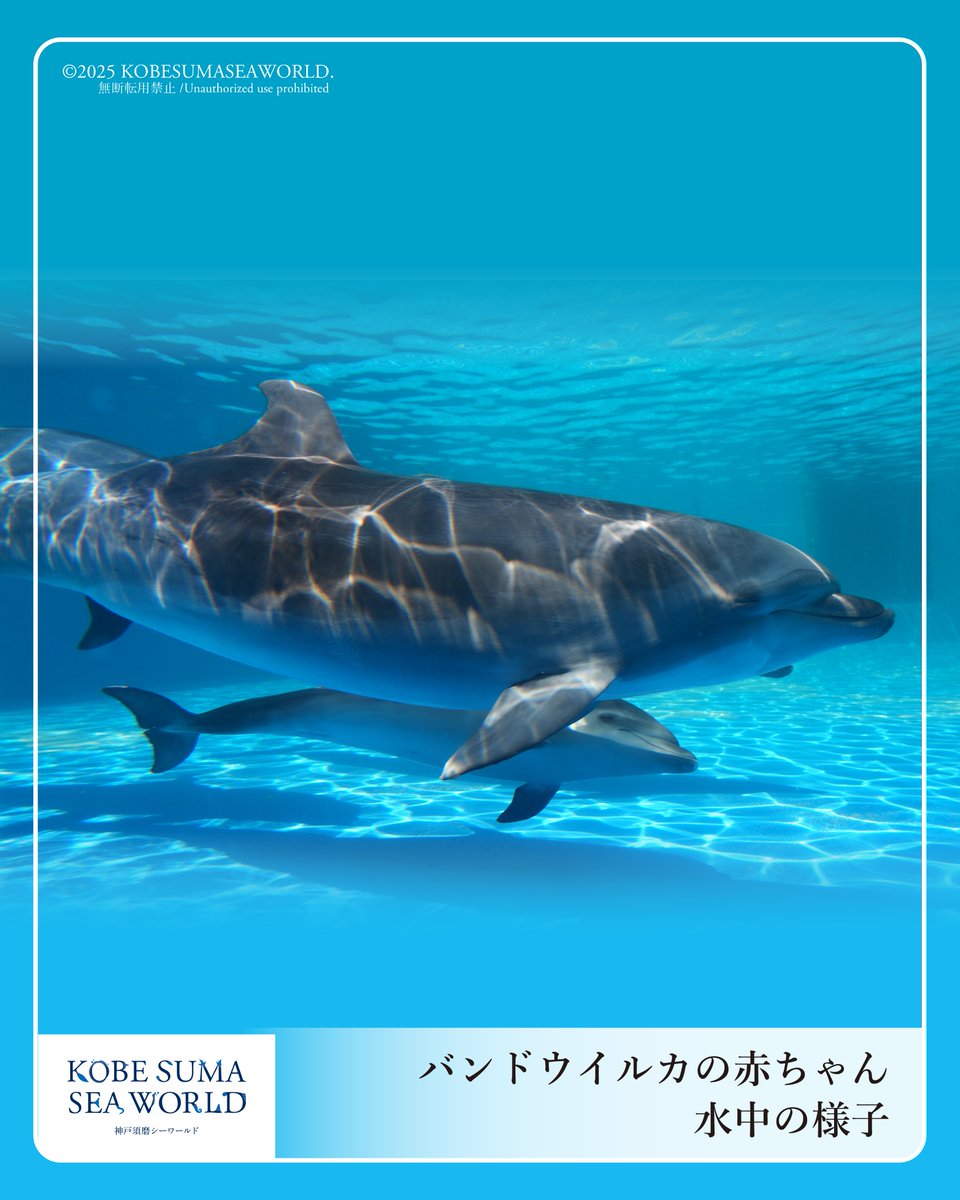 本日はドルフィンビーチで展示中のバンドウイルカの赤ちゃんが水中で
