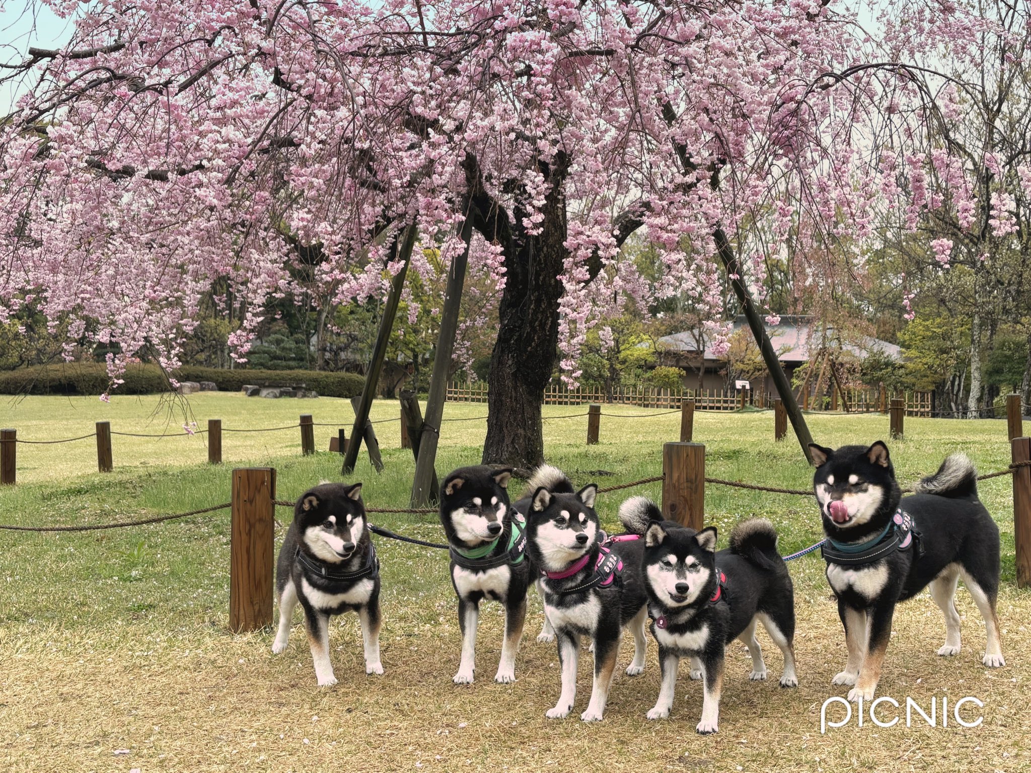 🛠️kZo🇯🇵FUu🐾&EIJI👍 | •••ちゃんふぅ🐾…喋る…の巻