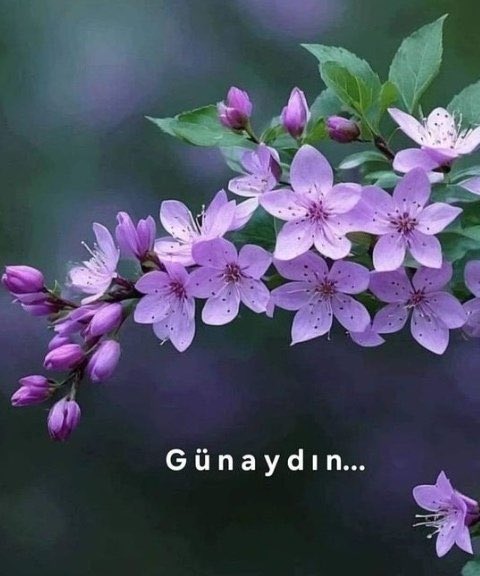 Günaydın hayırlı sabahlar 
#pazar