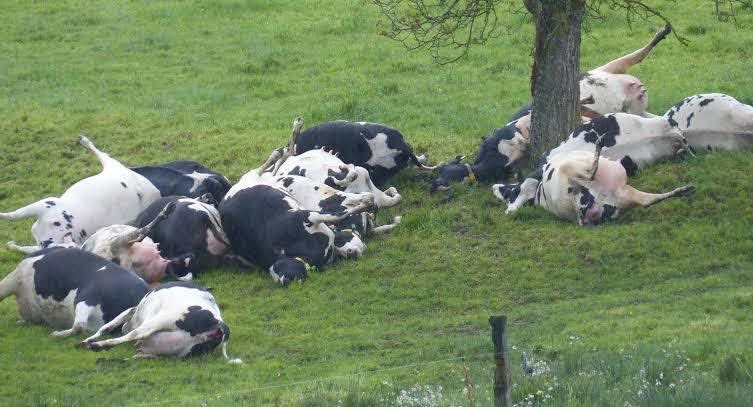 Amini16's tweet image. URGENT: Over 50 cattle found dead in Kilungutwe, South Kivu. Cause unknown.
Risk of anthrax outbreak — similar deaths already seen in Virunga Park.
Do NOT consume meat from dead animals.
We call on partners to assist with emergency response.
#DRC #Anthrax #Zoonosis