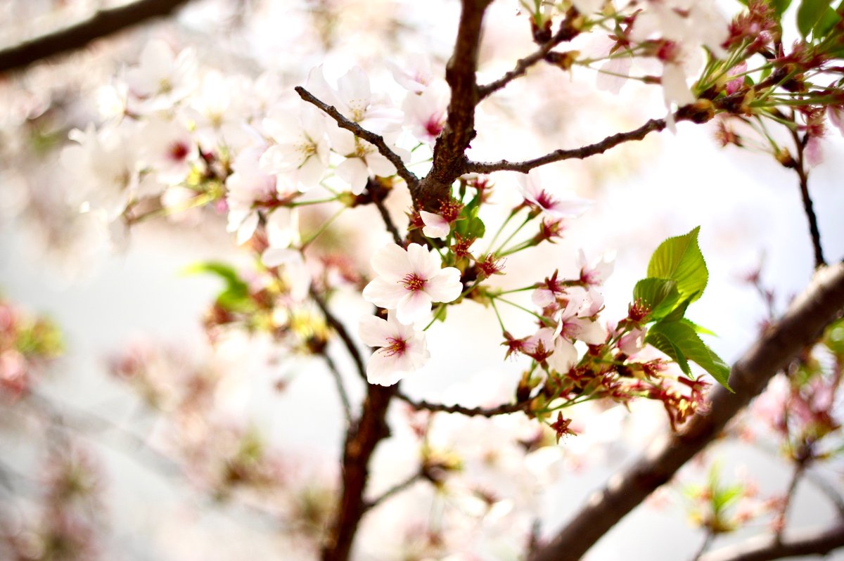 nakasyou66's tweet photo. XR RIKENON 1:2 50mm L
#オールドレンズ #被写体さん募集  #写真を撮るのが好きな人と繋がりたい #桜　 #写真  #写真好きな人と繋がりたい #花 
#photo
#followalways #RIKENON https://t.co/G5Ffv283gZ