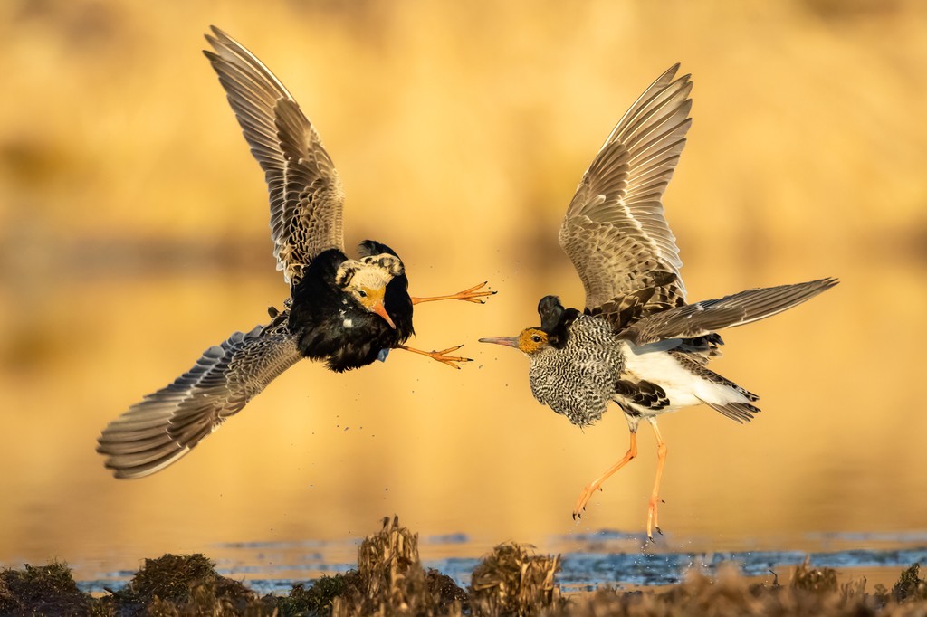 Ruffs
Bird Behaviour - COMMENDED
Markku Nikki, Finland

'I took this picture of lekking Ruffs from a kayak. I have installed a small wooden table on the kayak with a gimbal head fixed to it...'