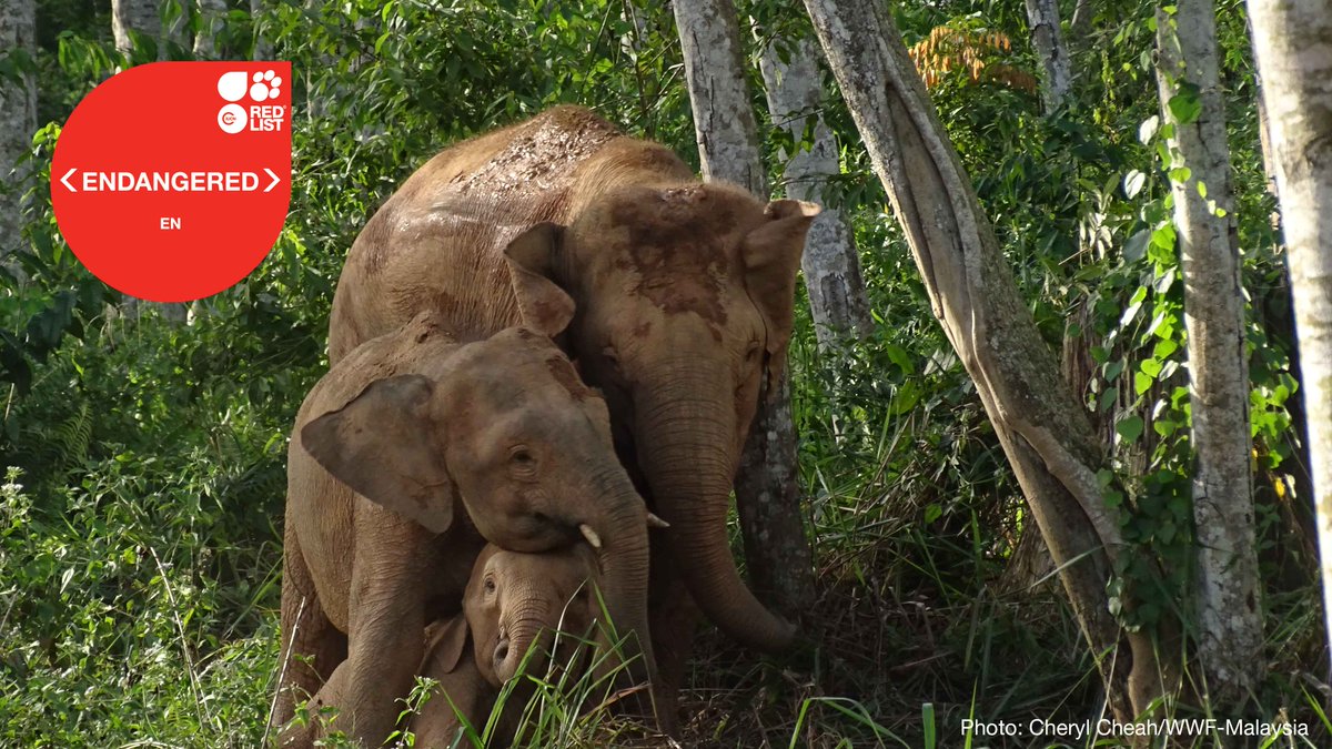 IUCN (@iucn) on Twitter photo The Bornean Asian elephant is Endangered, according to a recent <a href="/IUCNRedList/">IUCN Red List</a> update.
An estimated 1,000 Bornean elephants remain in the wild, human activities are a major threat.
Learn more ➡️ t.ly/8tIMp The Bornean Asian elephant is Endangered, according to a recent <a href="/IUCNRedList/">IUCN Red List</a> update.
An estimated 1,000 Bornean elephants remain in the wild, human activities are a major threat.
Learn more ➡️ t.ly/8tIMp