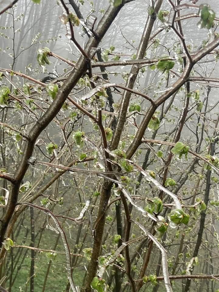 MUSTAFAGLDKEN's tweet photo. Geçmiş olsun ordu...
Fındık bahçelerinin sondurumu...
#Ordu
#Findik
 #ziraidon https://t.co/Z8wF8ASfN9