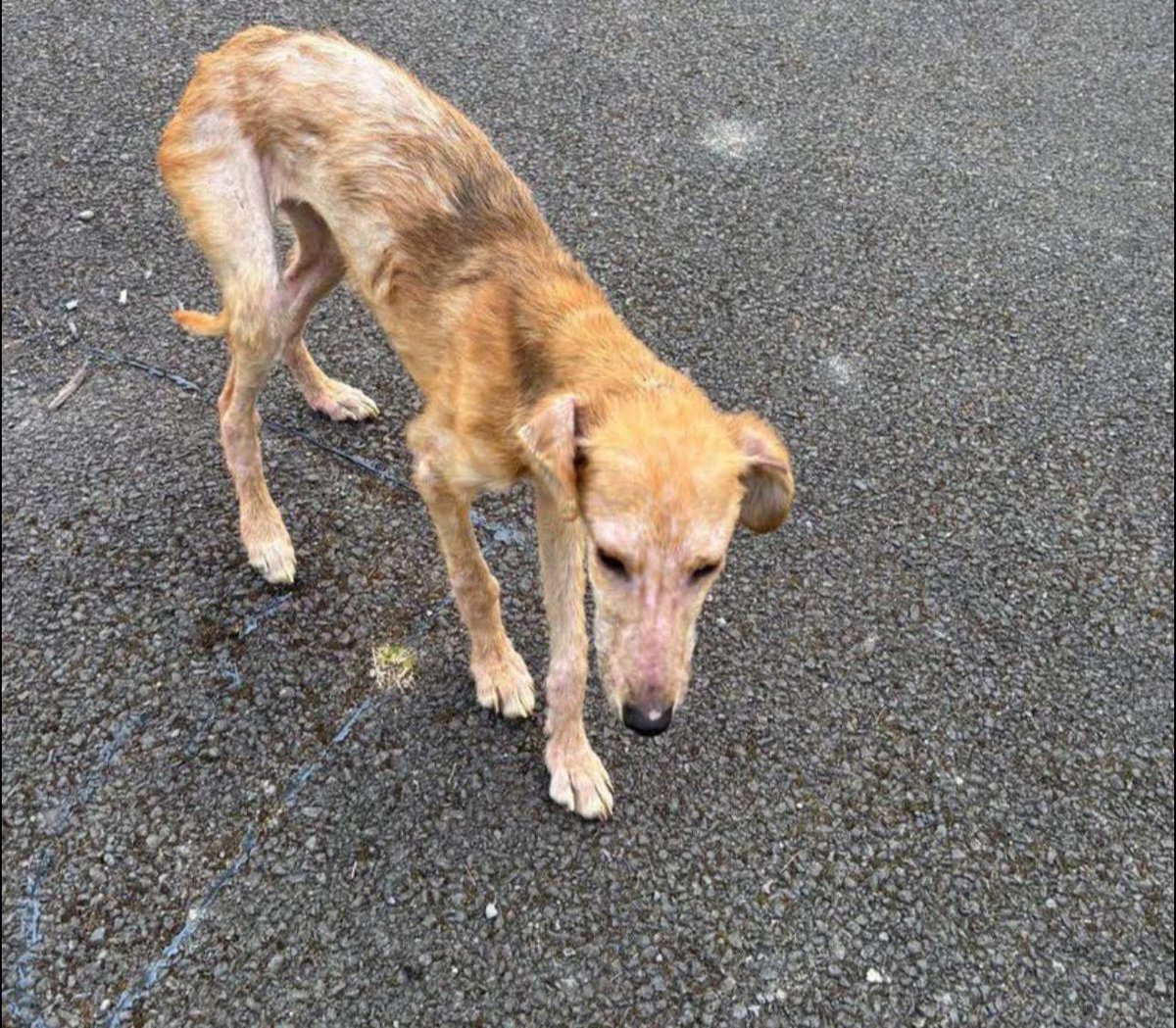 My Lovely Horse Rescue (@mylovelyhorser) on Twitter photo EMERGENCY FOSTER FOR THIS POOR BOY πππππππππ
SUNDAY OF TO A ROTTEN START ALREADY ππππ
We took 11 dogs in the past 2 days and we literally have no room or foster home for this poor baby ππ
Please can you help us? Dublin or near Enfield would be great so we can be EMERGENCY FOSTER FOR THIS POOR BOY πππππππππ
SUNDAY OF TO A ROTTEN START ALREADY ππππ
We took 11 dogs in the past 2 days and we literally have no room or foster home for this poor baby ππ
Please can you help us? Dublin or near Enfield would be great so we can be