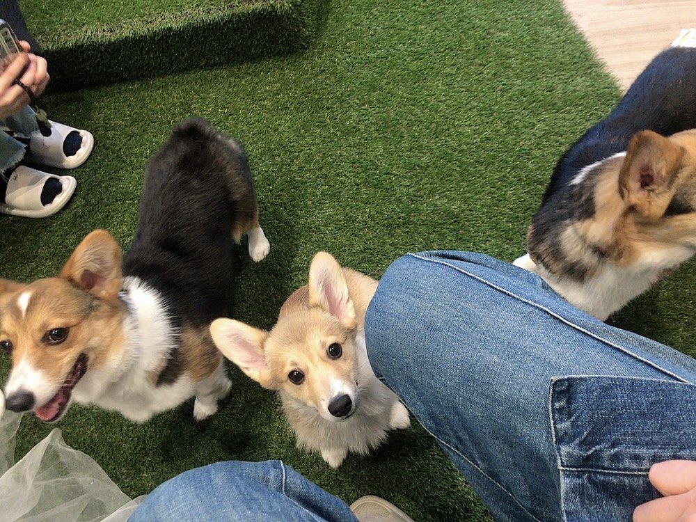 hyt74tkd's tweet photo. コーギーワールド。
corgi world
名古���。栄
幸せ空間でした

#コーギー
#コーギーワールド
#corgiworld https://t.co/XS38T2tayB