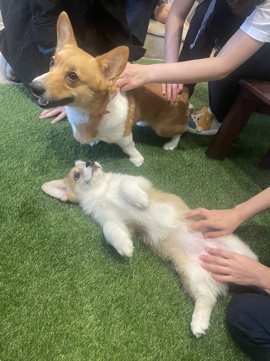 hyt74tkd's tweet photo. コーギーワールド。
corgi world
名古���。栄
幸せ空間でした

#コーギー
#コーギーワールド
#corgiworld https://t.co/XS38T2tayB