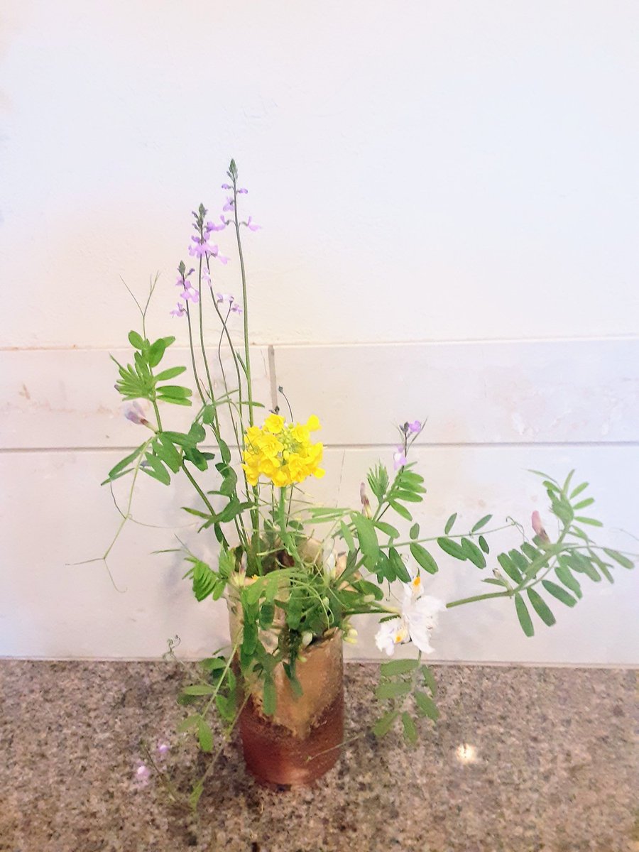 uturinikerina's tweet photo. 道端で咲いていたカラスノエンドウ、マツバウンランと白菜の菜の花、胡蝶花(シャガ)を取り合わせました。

春野です。 https://t.co/j5tUB1L3Yx