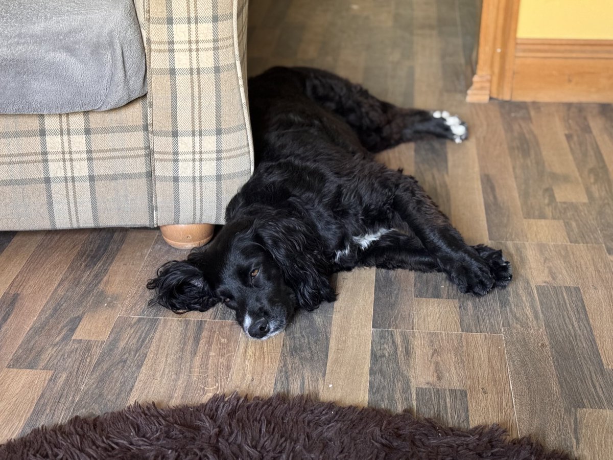 Sleepy girl. 😌🐾