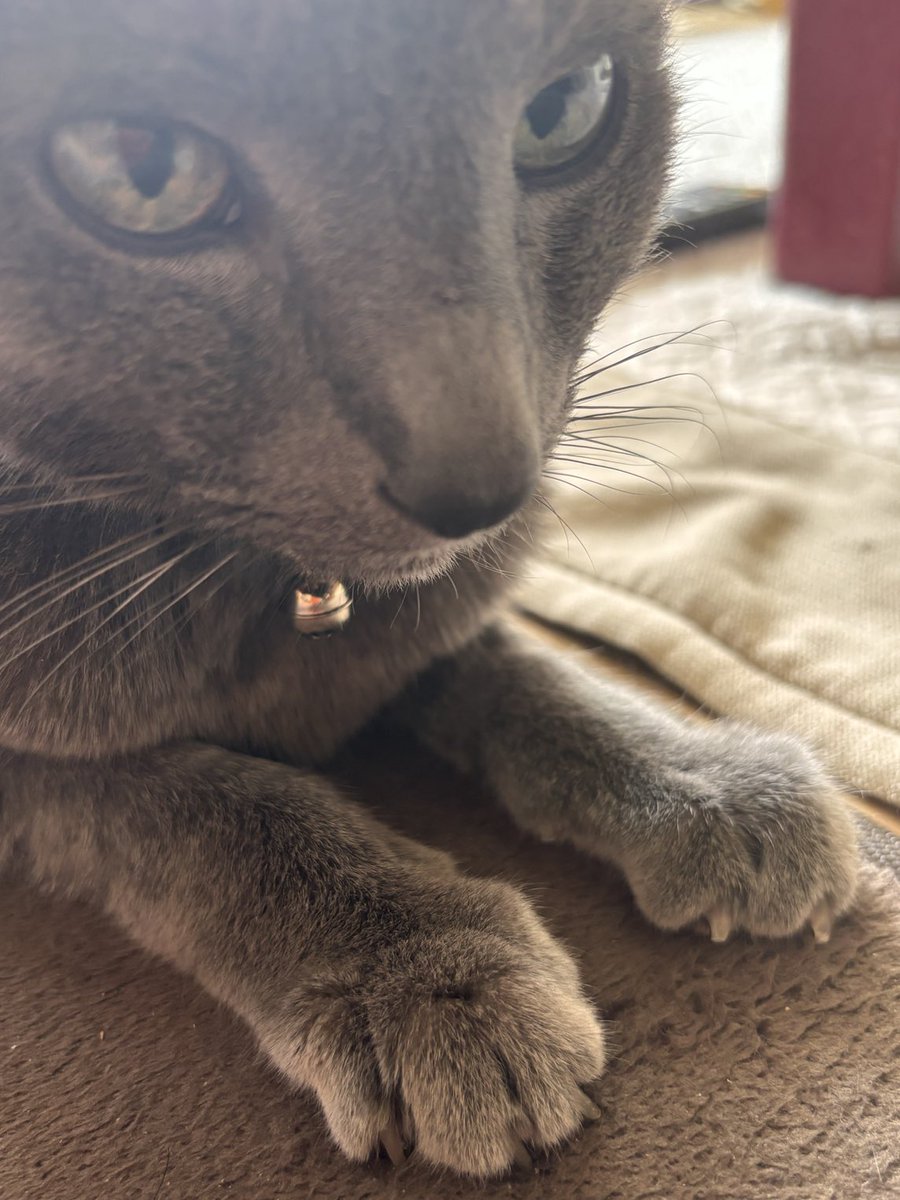 moonsault_ope's tweet photo. きちんとやり過ごせ
いちおうオトナだろ
#ロシアンブルー #russianblue https://t.co/Rfqvu1lopG