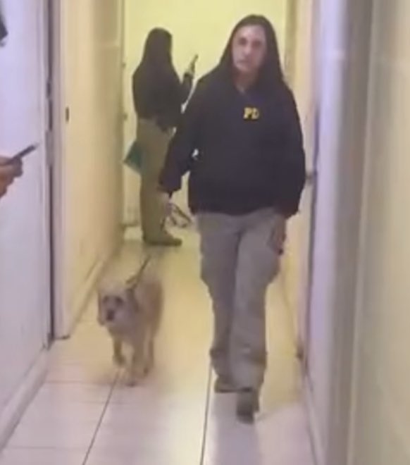 ciudadanovidela's tweet photo. Respecto al brutal caso de maltrato animal en Santiago Centro, calle Mario Kreutzberger:
La perrita fue rescatada por la PDI y el agresor ya fue detenido.

¡Eres un ser despreciable! Maltratador cobarde, vas a pagar por lo que hiciste. Ahora exigimos un castigo ejemplar: que enfrente la justicia y sea expulsado del país.

Seguiremos con todo hasta que se haga justicia.

Es urgente que el Gobierno priorice de una vez por todas las leyes de protección animal que ya están presentadas. ¡No más impunidad!

Gracias @PDI_CHILE 🐾🤝