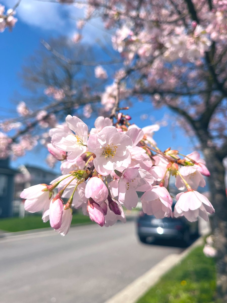 Melissa 🇨🇦 六七儿 tweet media